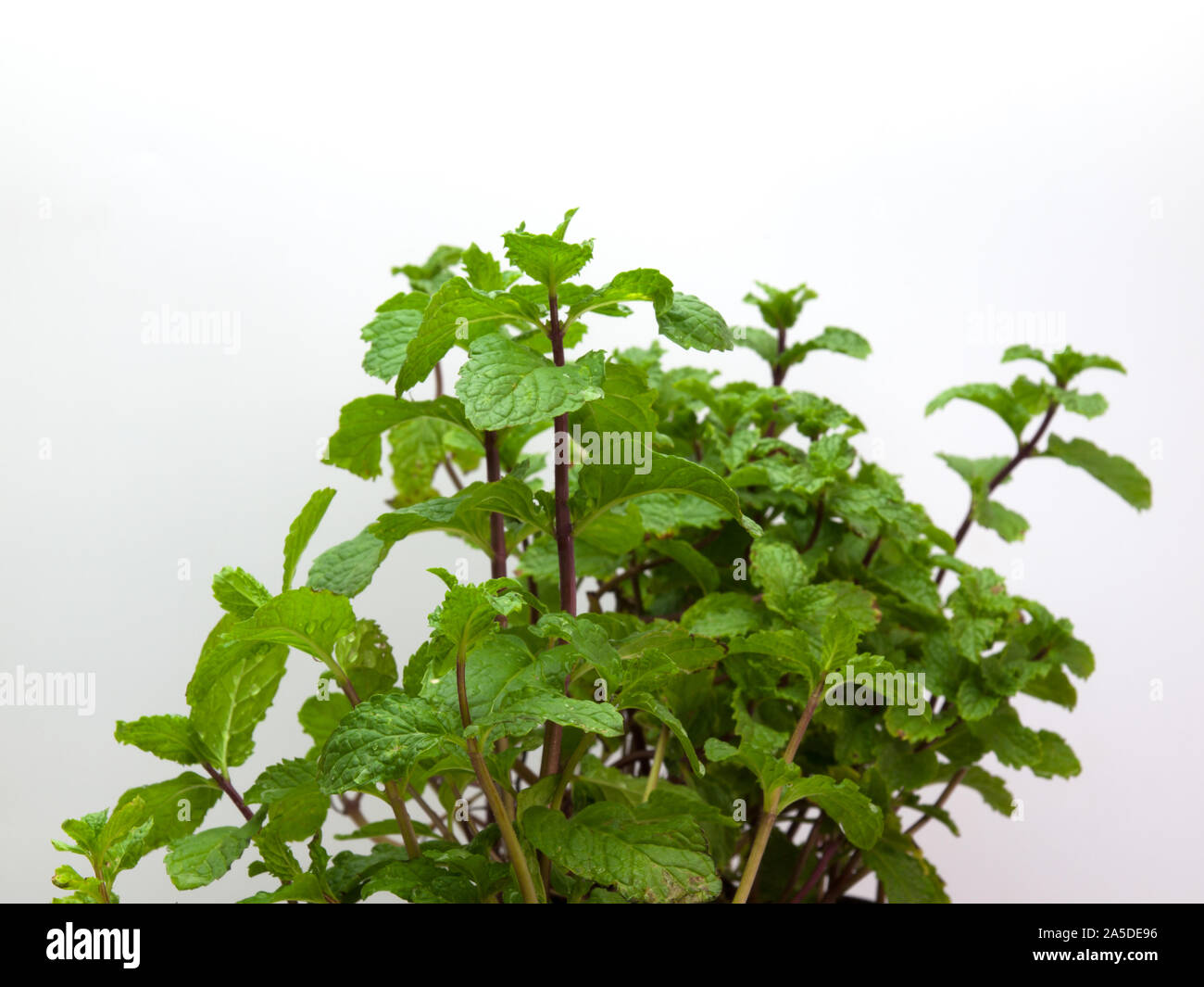 Close up de menthes fraîches feuilles de menthe fraîche, sur un fond blanc. Banque D'Images