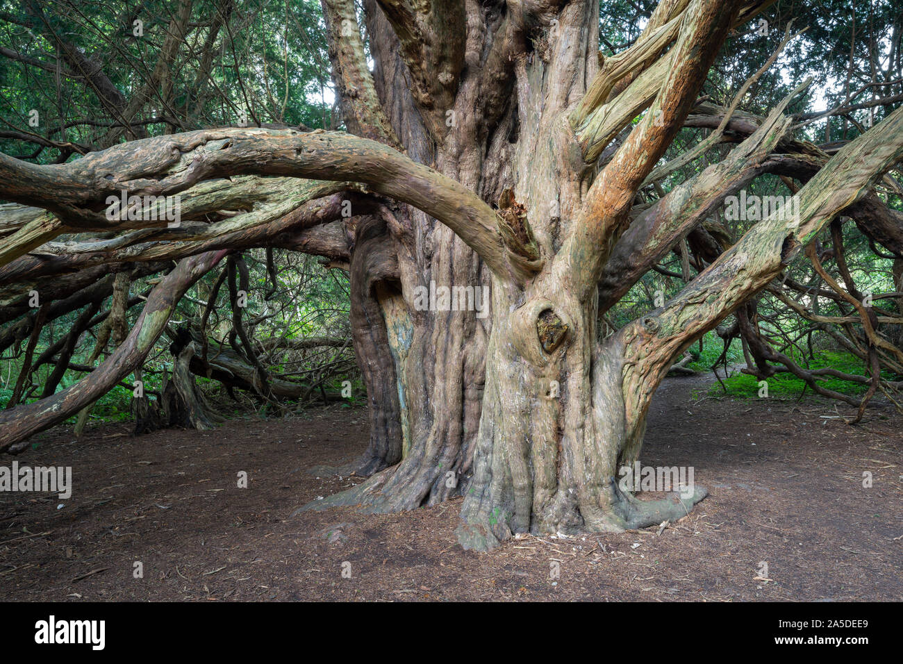 Un ancien arbre d'if dans Kingley Vale Nature Reserve, West Sussex, England, UK Banque D'Images