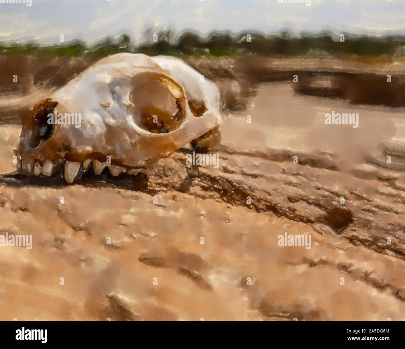Illustration à l'aquarelle : crâne d'un prédateur sur un rocher dans le désert- Banque D'Images