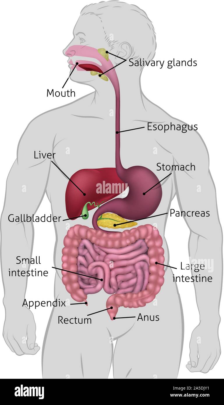 Système digestif Gastro-intestinal humain Illustration de Vecteur