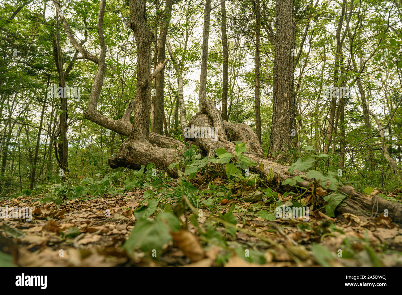La forêt en été. Fond naturel. Banque D'Images