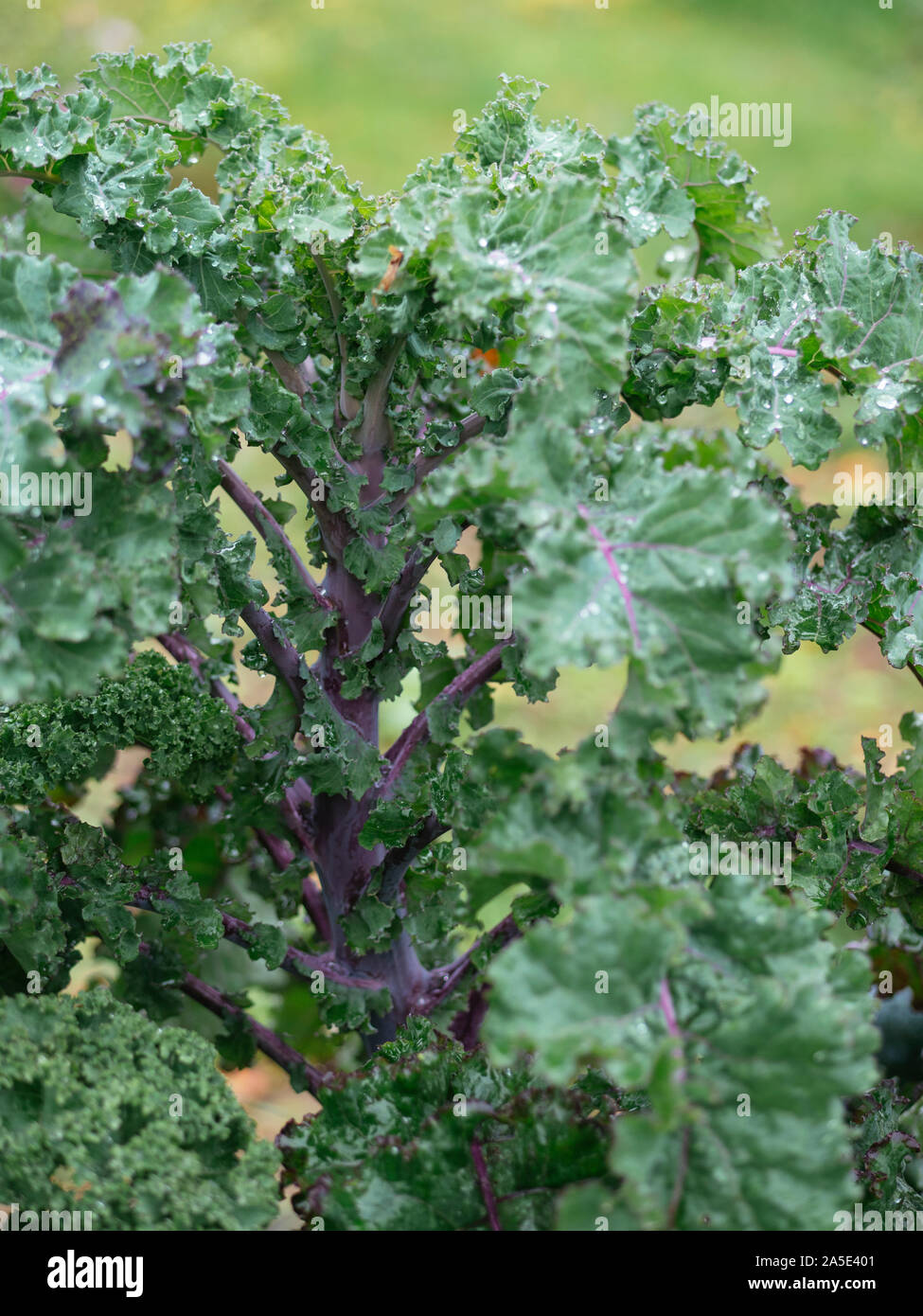 Kale allemand longue tige variété appelée Lippischer Braunkohl ou Lippische Palme. Banque D'Images