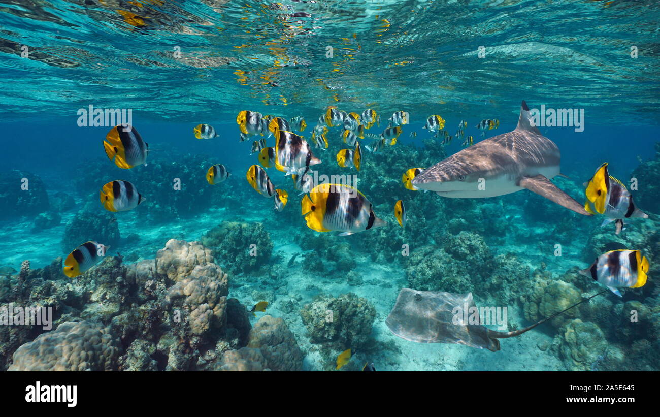 Banc de poissons tropicaux colorés avec un requin et une raie sous l'eau, l'océan Pacifique, Polynésie Française Banque D'Images
