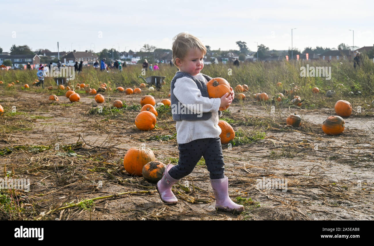 Worthing, Royaume-Uni. 20 Oct, 2019. Deux ans et demi d'Izzy citrouilles cueillette à Bramber près de Worthing West Sussex sur une belle journée d'automne ensoleillée mais cool . Crédit : Simon Dack/Alamy Live News Banque D'Images