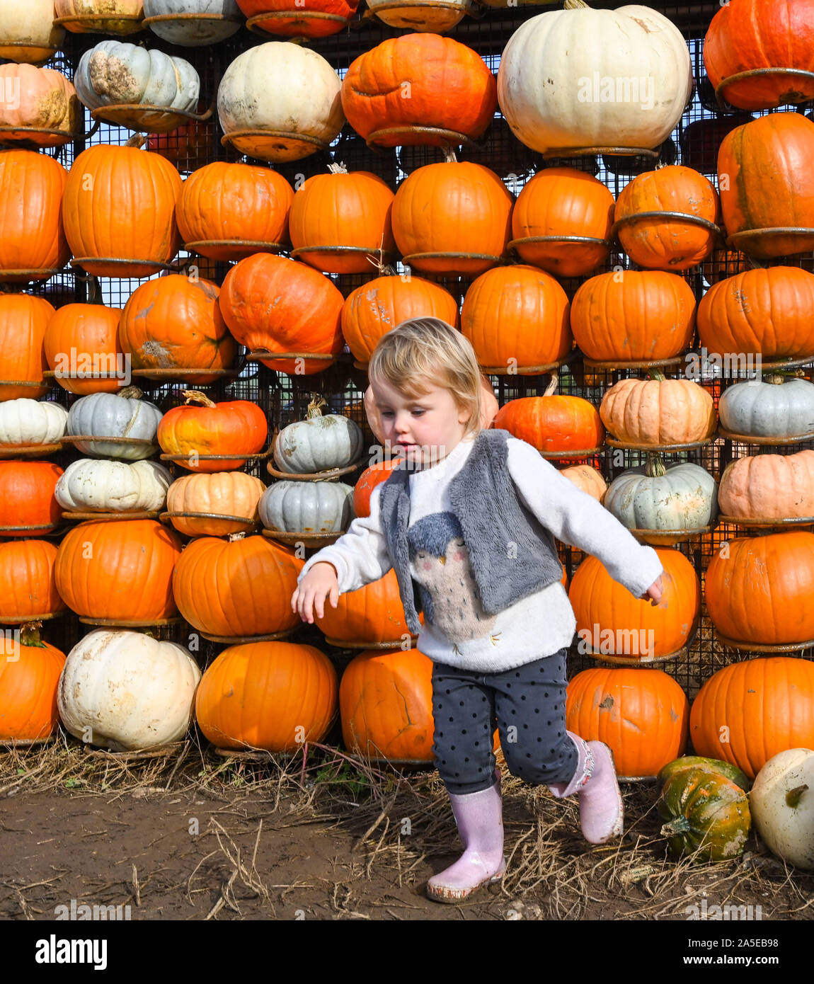 Worthing UK 20 octobre 2019 - Deux ans et demi d'Izzy citrouilles cueillette à Bramber près de Worthing West Sussex sur une belle journée d'automne ensoleillée mais cool . Crédit photo : Simon Dack / Alamy Live News Banque D'Images