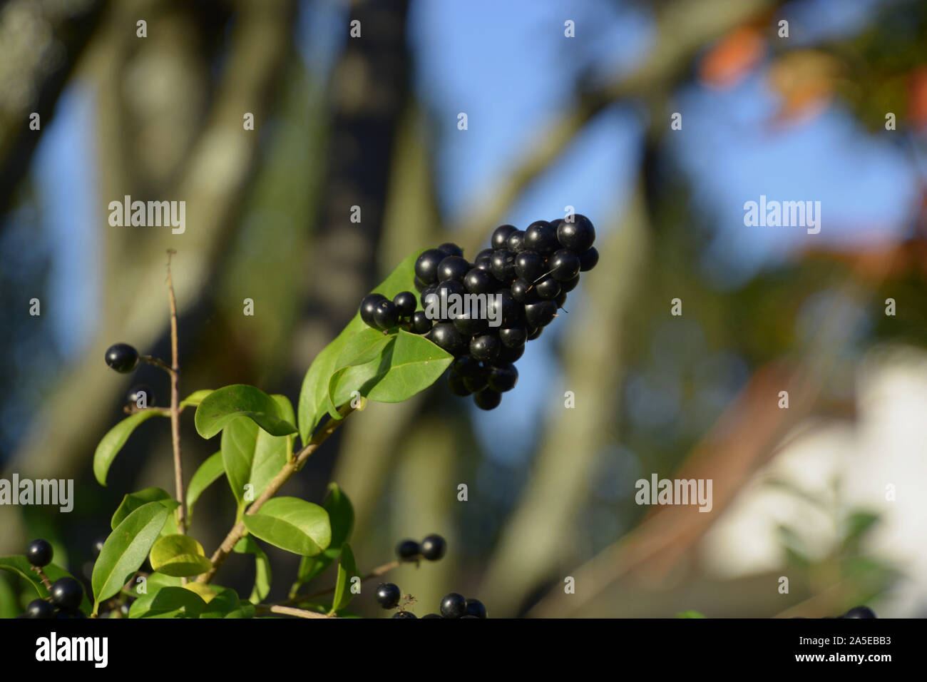 Troène d'Europe à l'automne, baies et petits fruits bleu noir brillant sur un buisson du troène sauvage ou Ligustrum vulgare dans soleil d'automne Banque D'Images