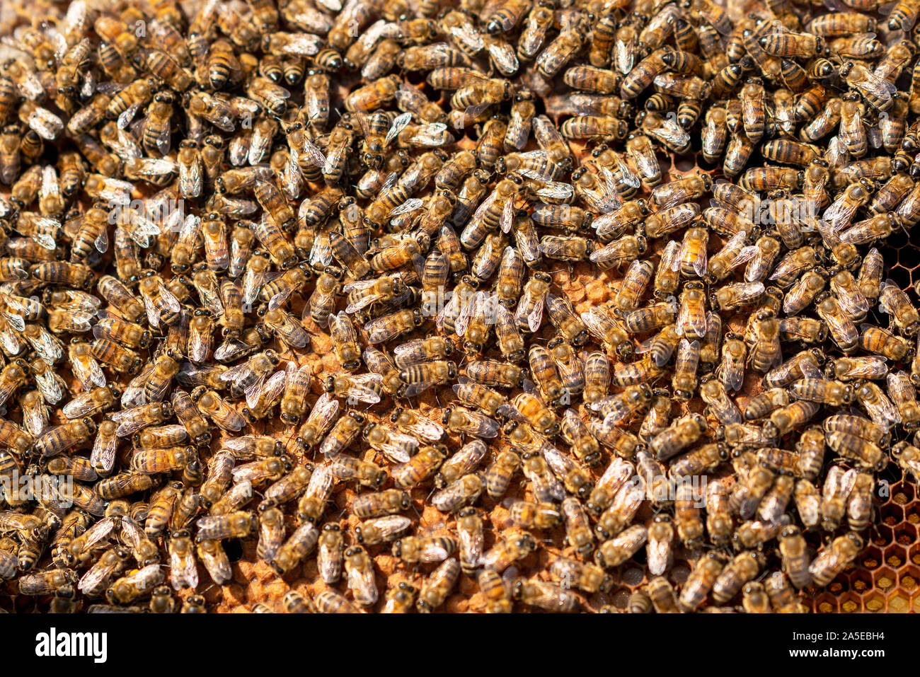 Une colonie d'abeilles travaillent dur pour produire du miel sur Honeycomb. Banque D'Images