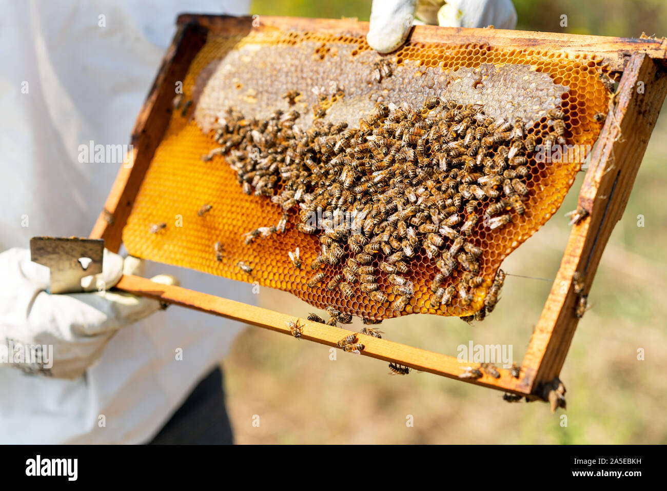 Les abeilles travaillent dur pour produire du miel sur Honeycomb. Banque D'Images