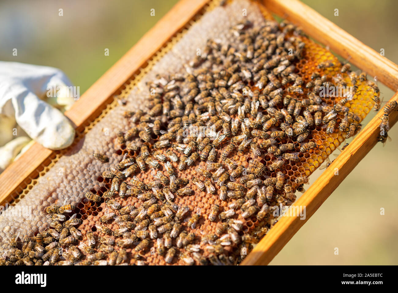 Les abeilles travaillent dur pour produire du miel sur Honeycomb. Banque D'Images