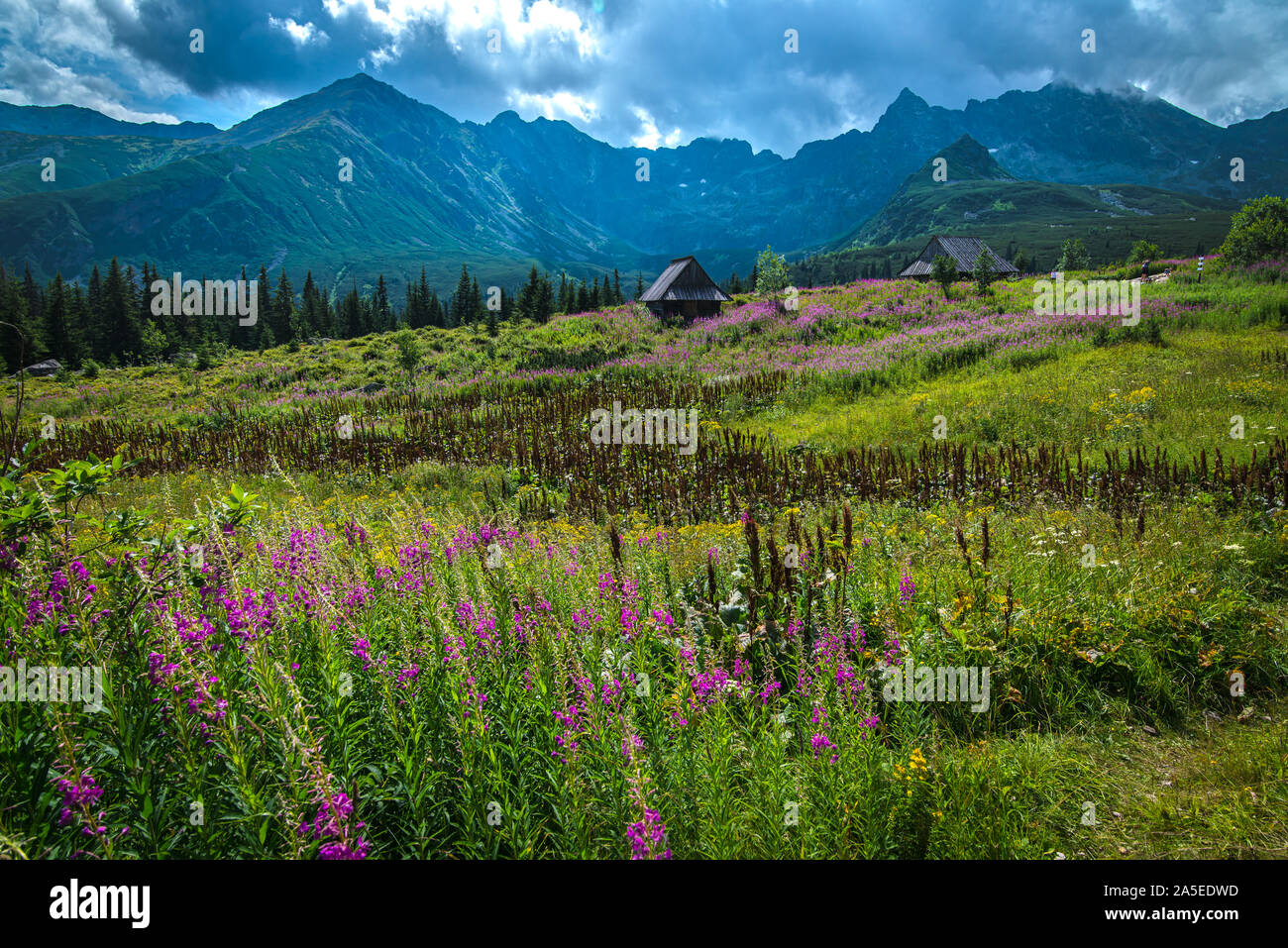 Montagnes Tatra, hala gasienicowa - Pologne Banque D'Images