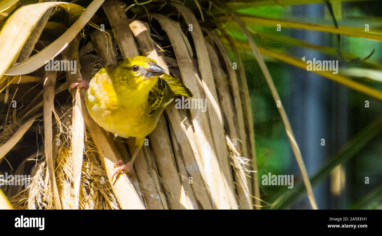 Belle closeup portrait of a village weaver oiseau, espèce d'oiseaux tropicaux d'Afrique Banque D'Images