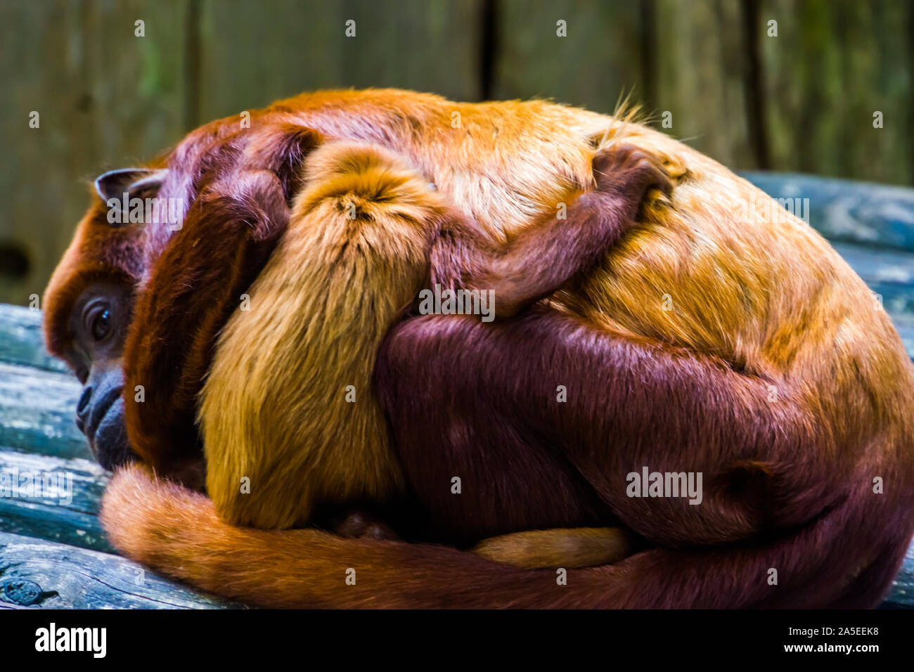 Libre d'un nourrisson avec titi cuivrée, bébé singe étreindre sa mère, espèce de primates tropicaux de l'Amérique du Sud Banque D'Images