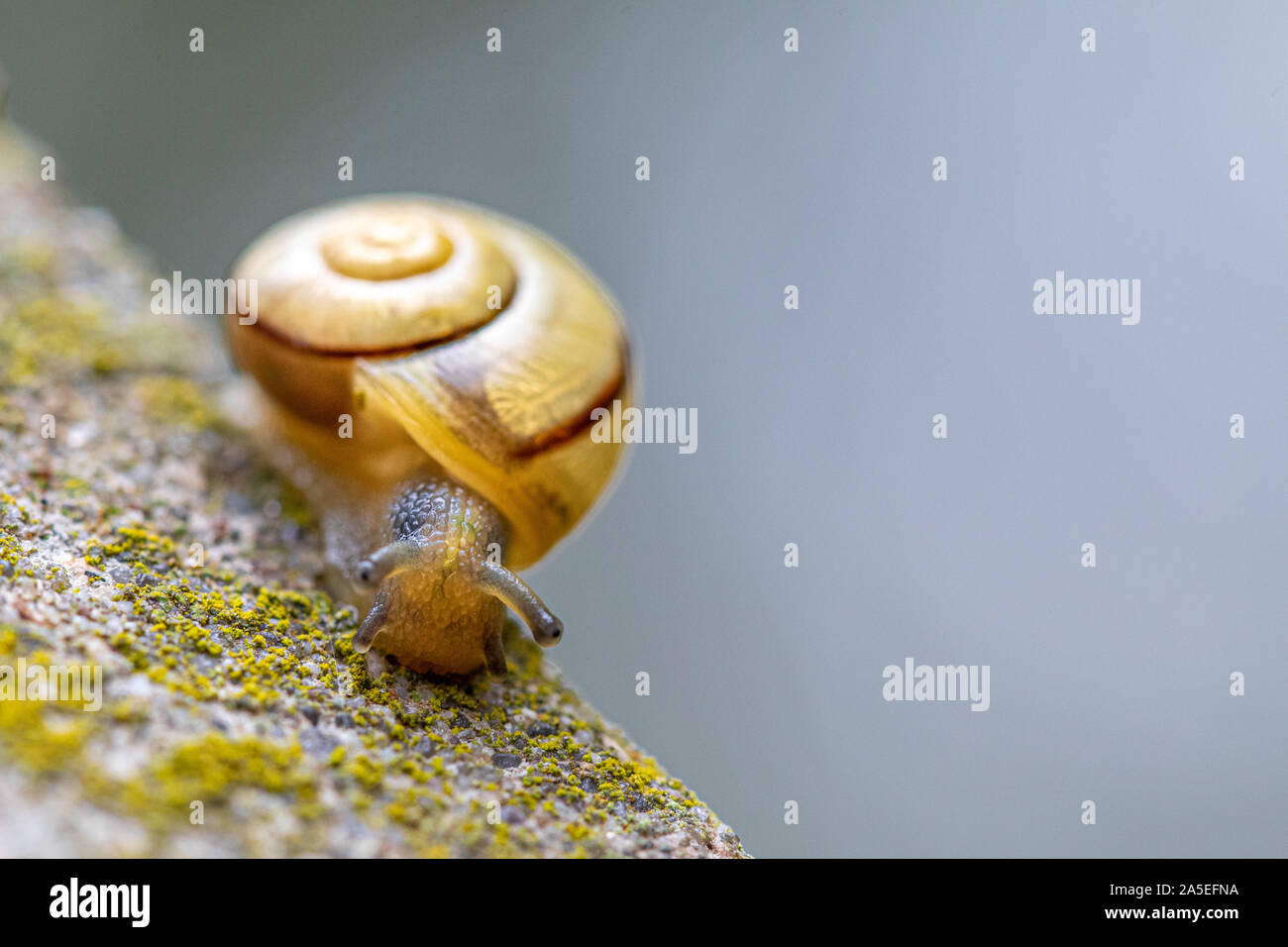 Un petit escargot jaune avec une coquille d'escargot rampe sur un tas de béton Banque D'Images