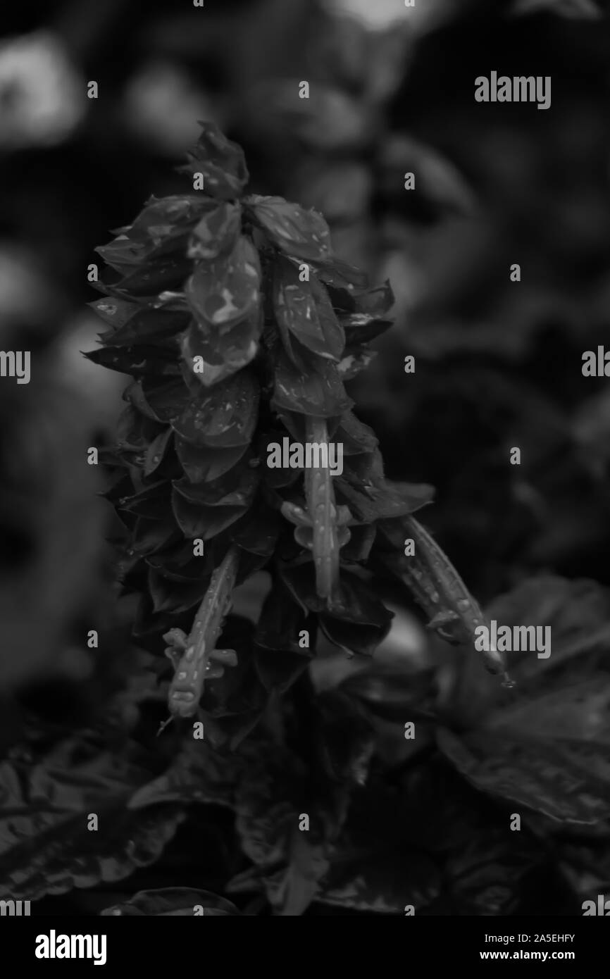 Une photo en noir et blanc d'une fleur humide capturé à Saint-Marin. Banque D'Images