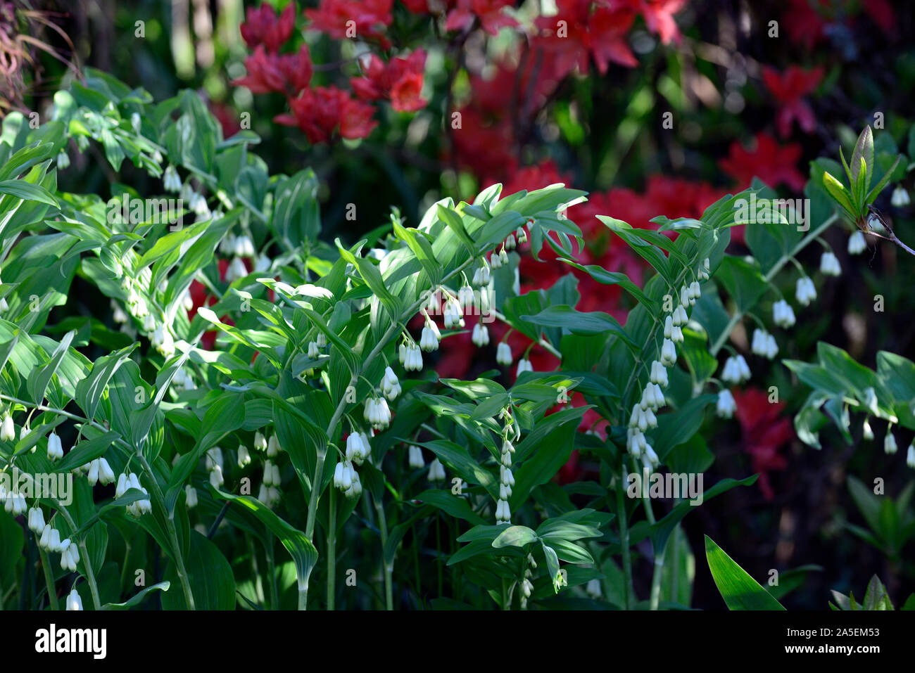 Polygonatum biflorum,fleurs,blanc, rouge azalea mix,mixte,plantation,par contre,association,RM système floral Banque D'Images