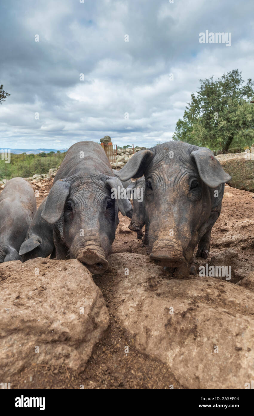 Les porcs ibériques noir curieux le stand de pata negra dans leur résidence à l'extérieur et regarder autour avec intérêt Banque D'Images