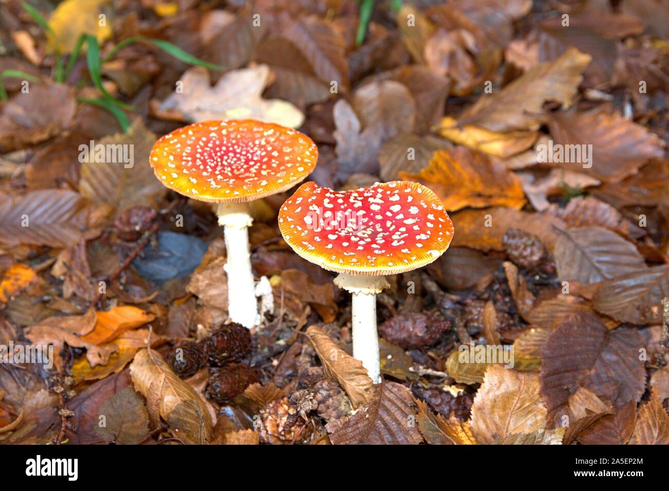 20.10.2019, deux toadstools (Amanita muscaria), un champignon vénéneux, de la famille de l'indifférence des parents. Catégorie : Agaricomycetes, sous-classe : Agaricomycetidae, Ordre : Mushroom-like (Agaricales), Famille : Amanita (Amanitaceae), Genre : Amanita, Type : Toadstool | conditions dans le monde entier Banque D'Images