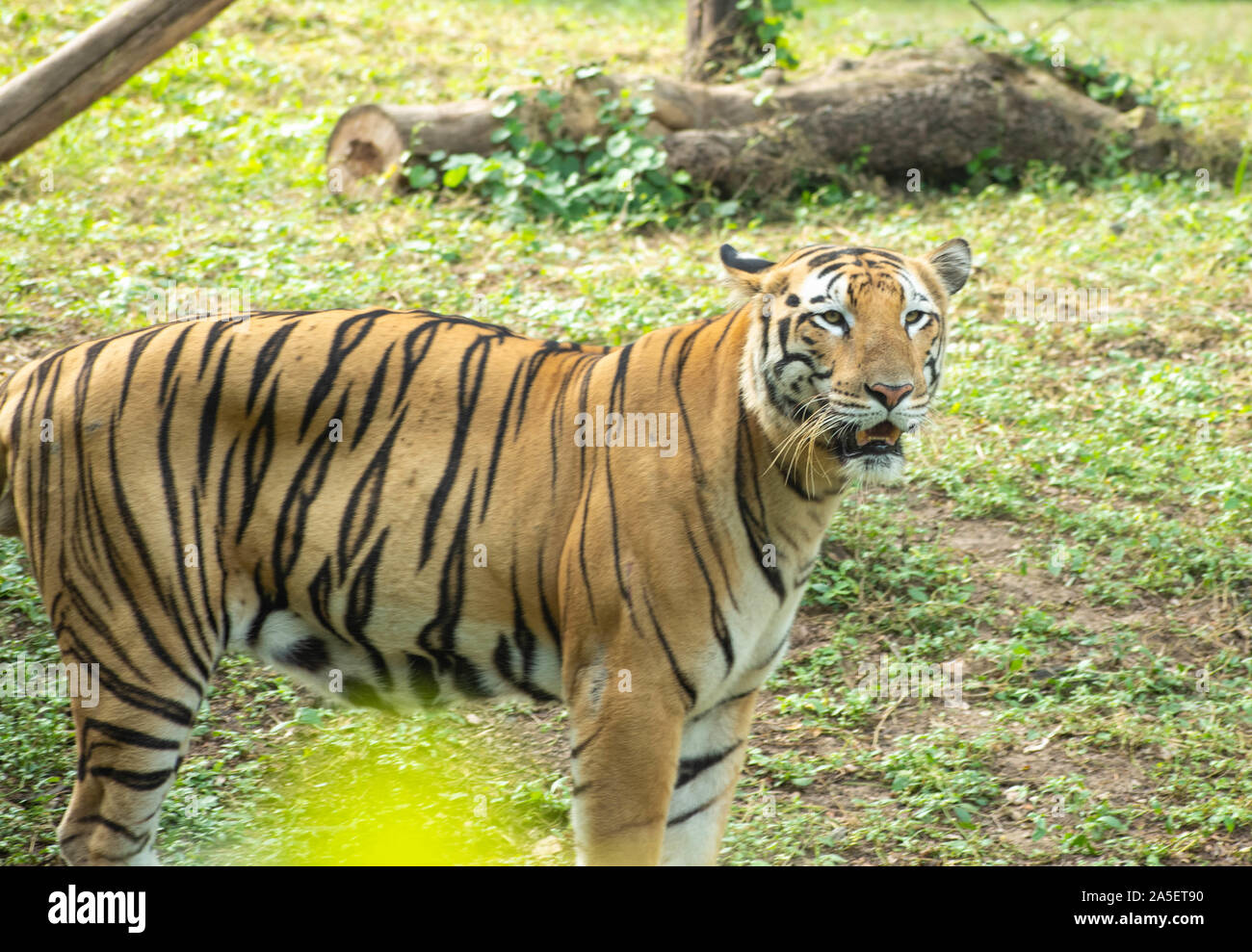 Le Royal tigre du Bengale Banque D'Images