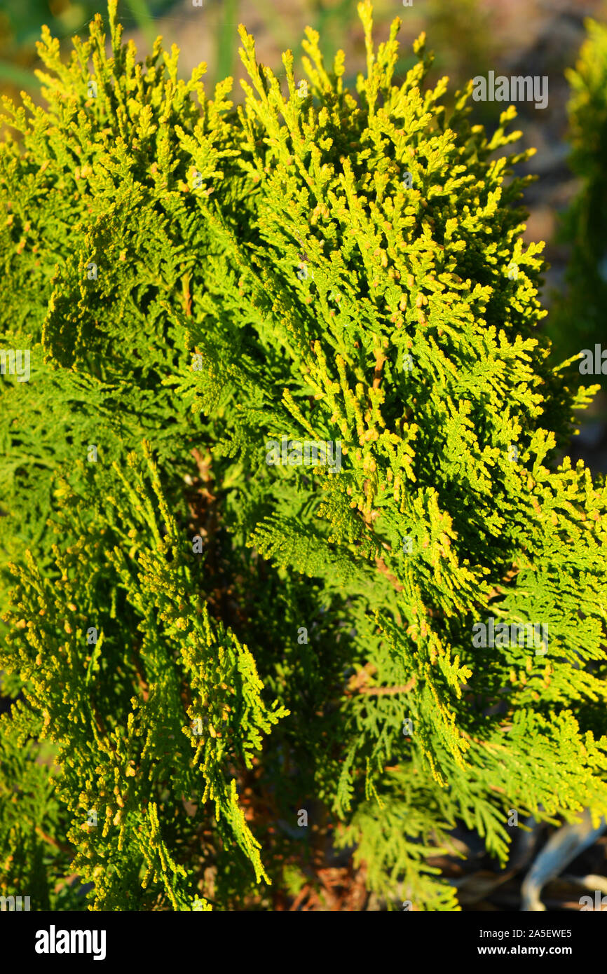 Branches et feuilles écailleuses d'une usine de cyprès. Espèces Thuja orientalis Aurea Nana, arborvitaes, thujas ou cèdres dans la lumière de l'automne brillant soleil Banque D'Images