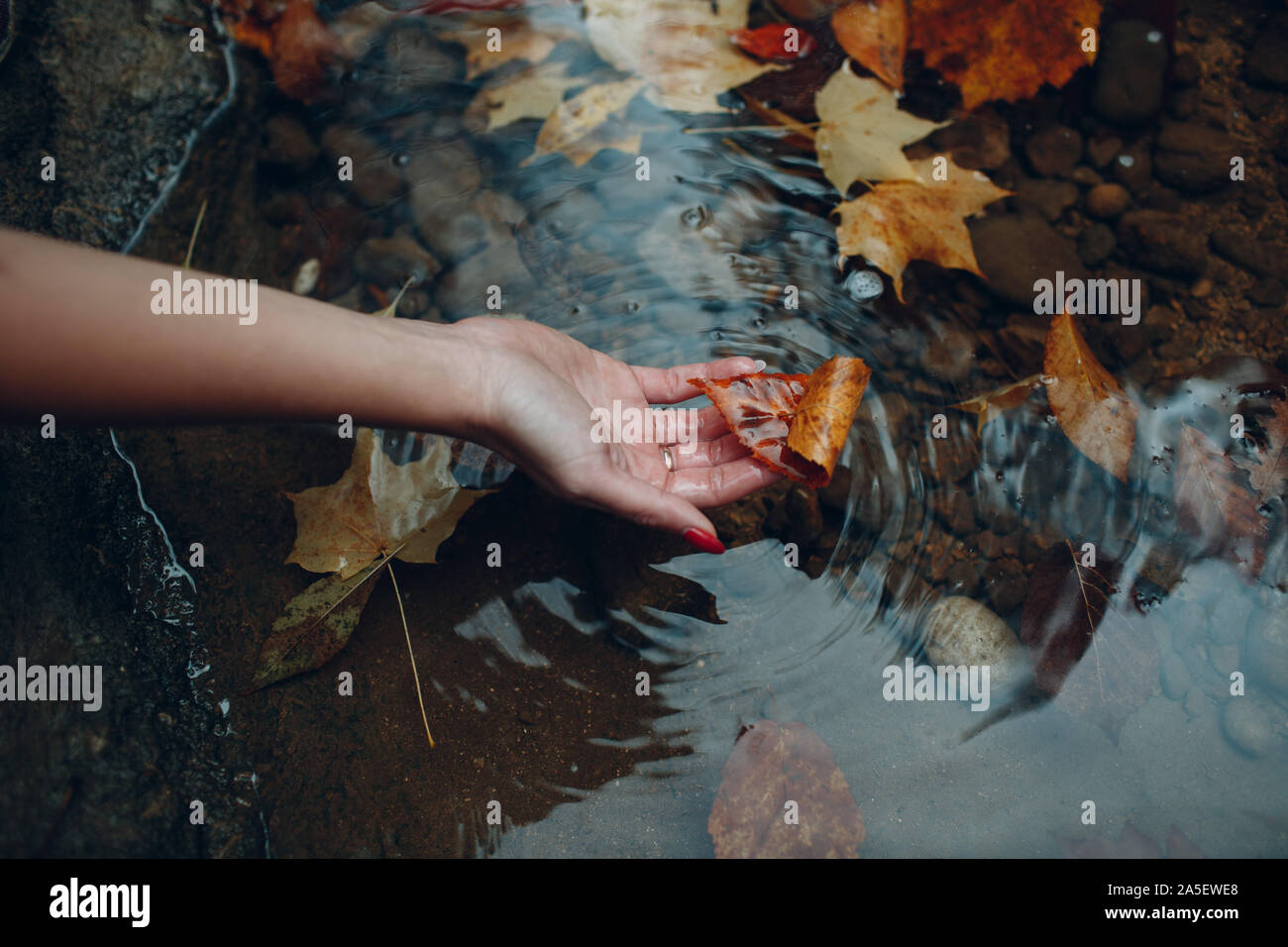 Feuille jaune dans la main sur l'eau avec des feuilles de fond. Concept d'automne. Banque D'Images