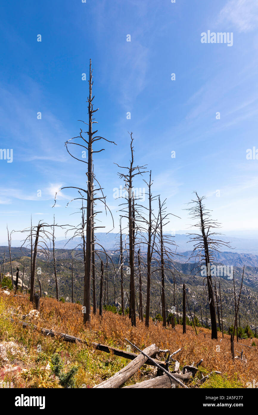 Vestiges d'une forêt d'années après un incendie devestating. Mt. Lemmon, Catalina Mountains, Tucson, Arizona, USA Banque D'Images