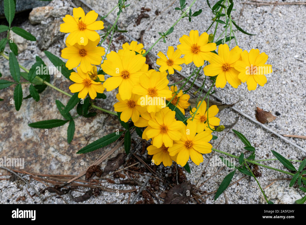 Marigold montagne aka : Polystic de tagete (Tagetes lemmonii), Catalina Mountains, Tucson, Arizona Banque D'Images