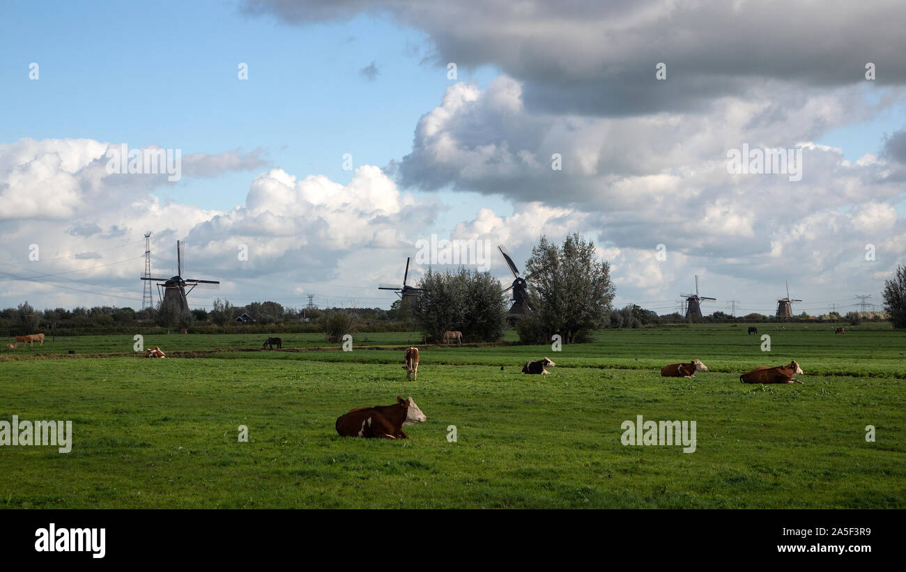 Polder néerlandais avec des vaches ; moulins à vent de Kinderdijk classé au Patrimoine Mondial de l'Unesco en arrière-plan Banque D'Images