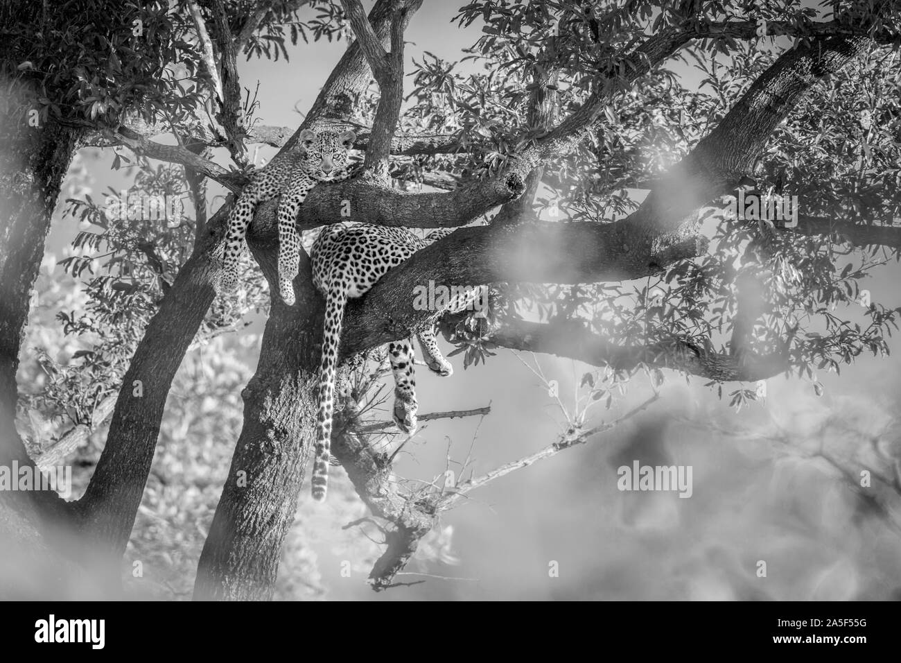 Les jeunes Leopard avec mère couchée dans un arbre dans le parc national Kruger, Afrique du Sud ; espèce Panthera pardus famille des Felidae Banque D'Images Les jeunes Leopard avec mère couchée dans un arbre dans le parc national Kruger, Afrique du Sud ; espèce Panthera pardus famille des Felidae Banque D'Images