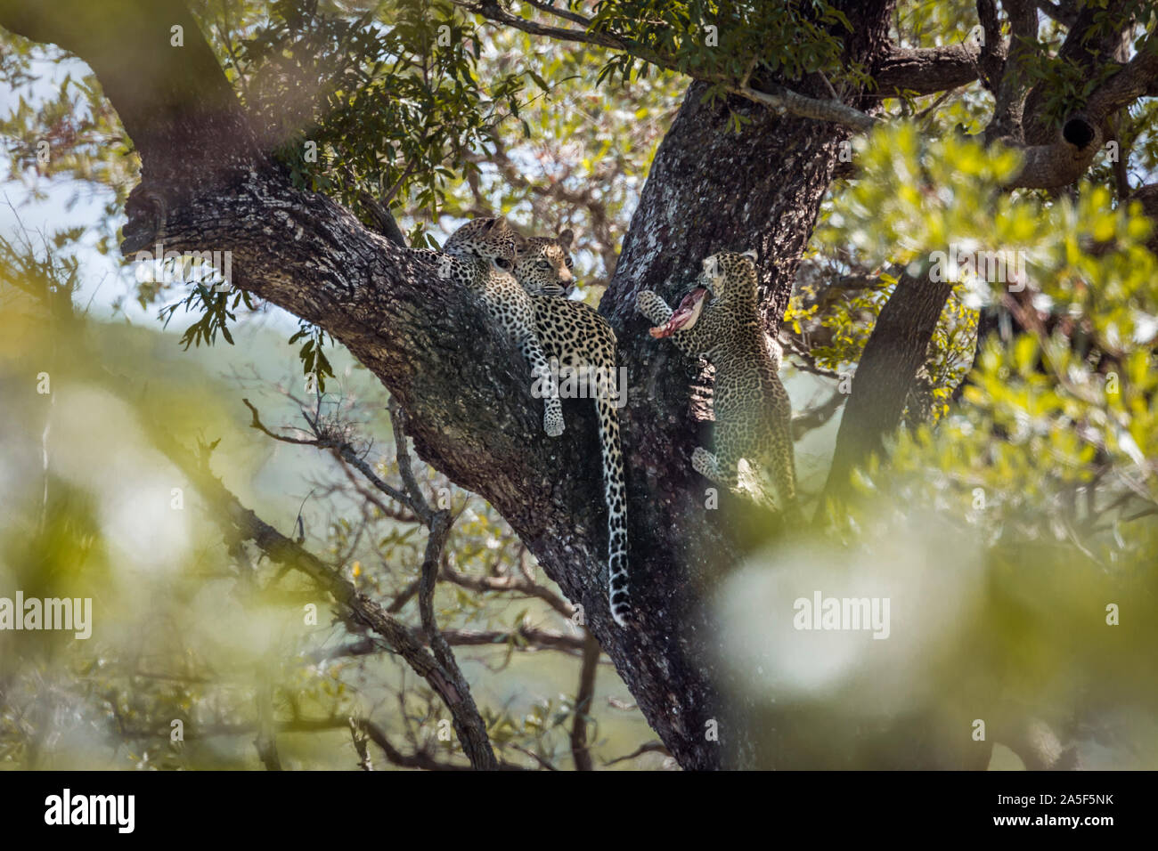 Leopard femelle avec deux oursons dans un arbre dans le parc national Kruger, Afrique du Sud ; espèce Panthera pardus famille des Felidae Banque D'Images