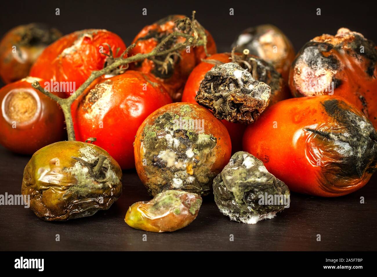 Tomates moisies. L'entreposage des légumes. Aliments malsains. La moisissure sur les légumes. Les aliments gâtés. Banque D'Images