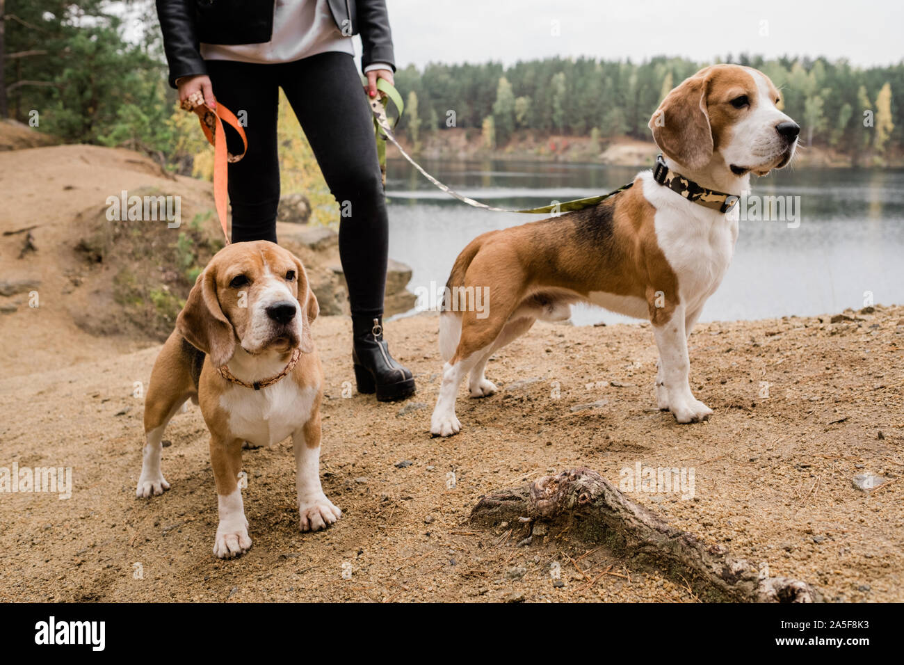 Young Woman in Black skinny jeans et blouson de cuir laisses maintenant de deux mignon chiots beagle durant le frisson par lake Banque D'Images