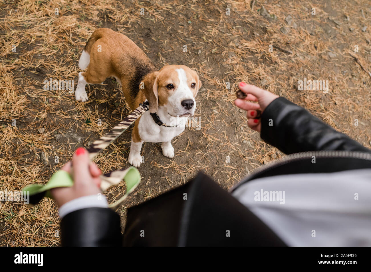 Beagle chiot mignon avec laisse debout sur le terrain et à la recherche à yummy snack tenu par son propriétaire durant le frisson Banque D'Images