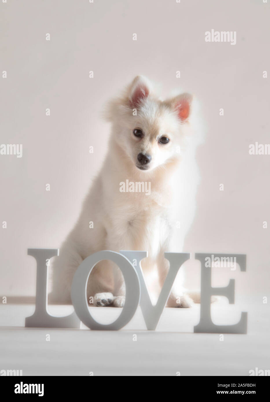 Blanc chien pomeranian en studio avec fond blanc Banque D'Images