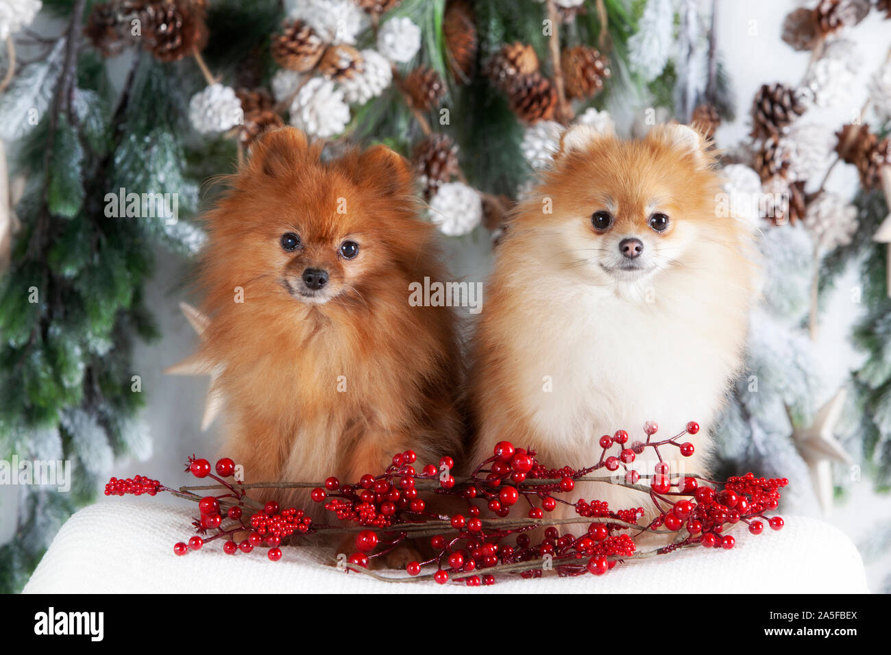 Couple de chien pomeranian en studio Banque D'Images