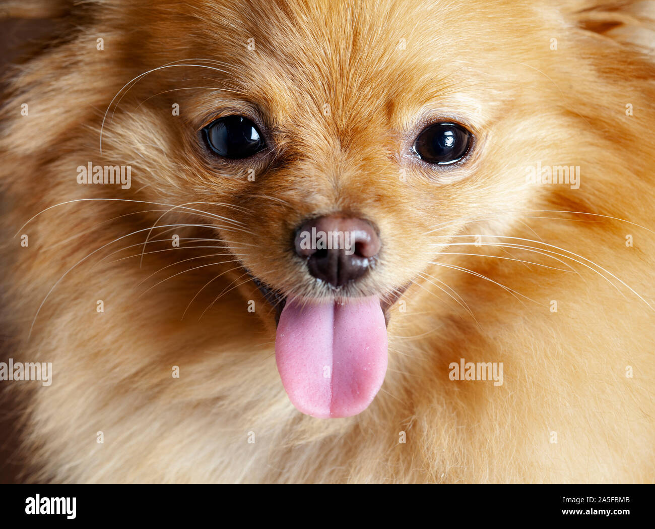 Chien pomeranian rouge dans le studio Banque D'Images