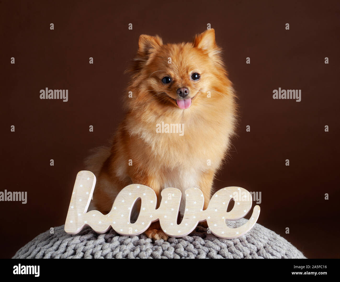 Chien pomeranian rouge dans le studio Banque D'Images
