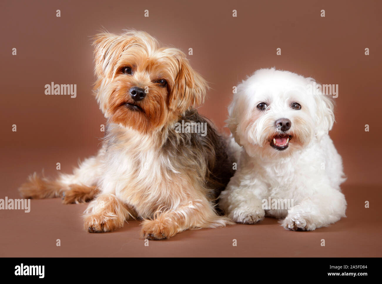 Yorkshire Terrier et bichon maltese dog en studio, avec un fond brun Banque D'Images
