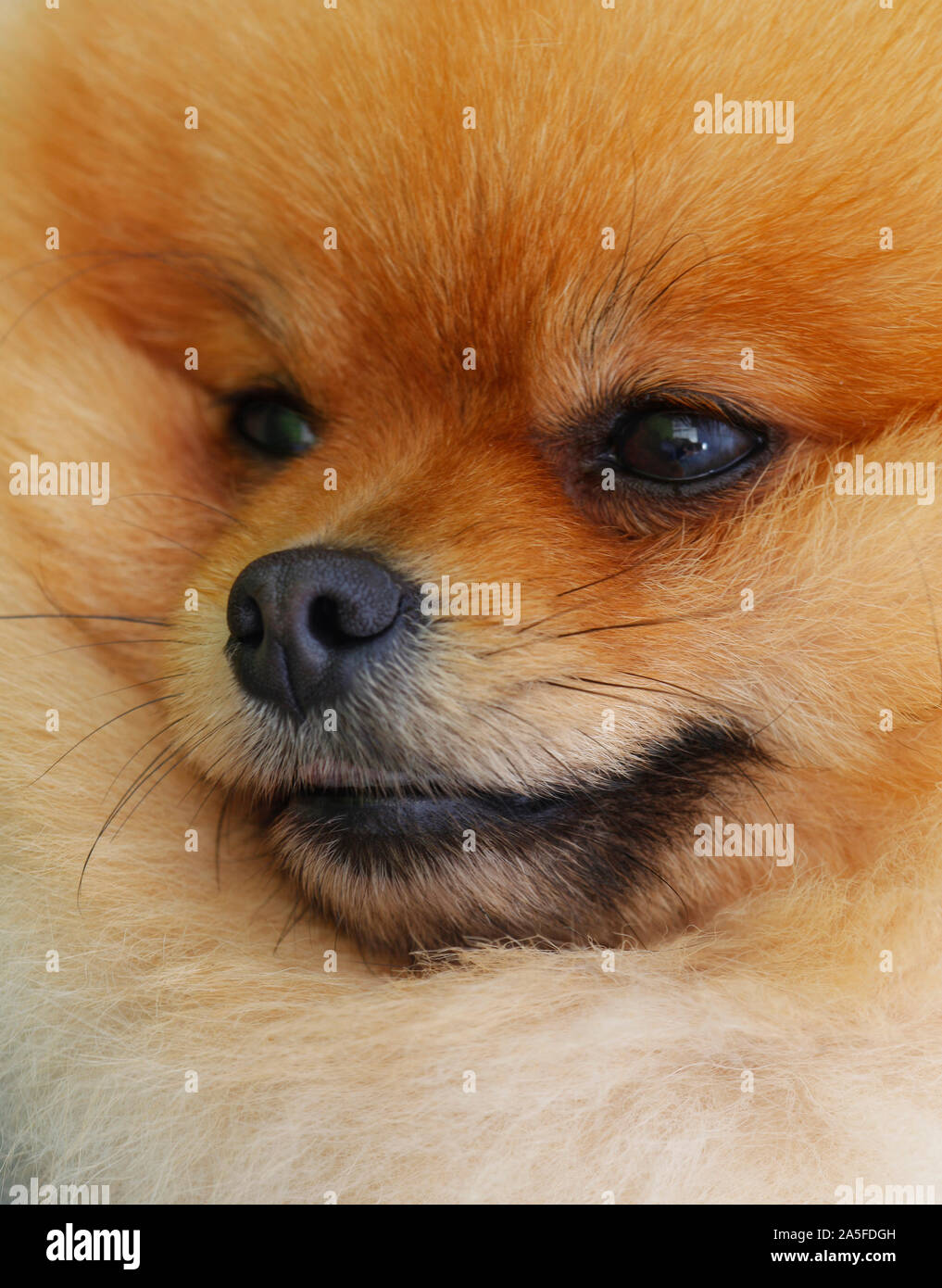 Chien Pomeranian en studio Banque D'Images