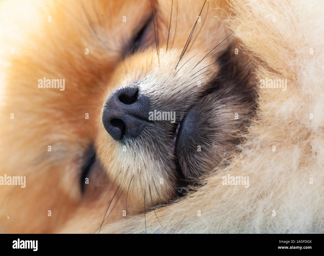 Couchage chien Pomeranian en studio Banque D'Images