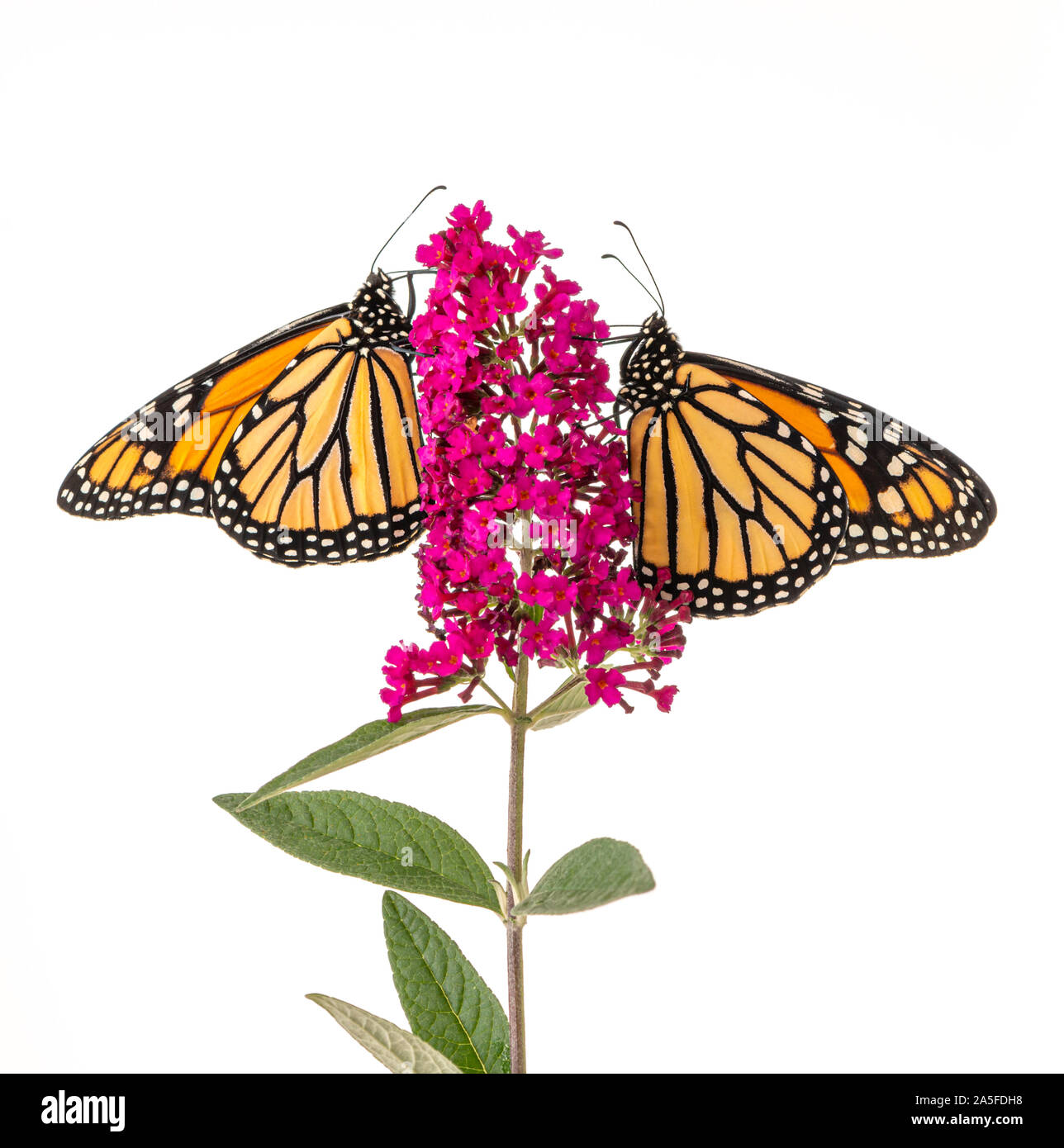 Paire de papillons monarques (Danaus plexippus) se nourrissant ensemble sur un arbre aux papillons - vue latérale / fond blanc Banque D'Images