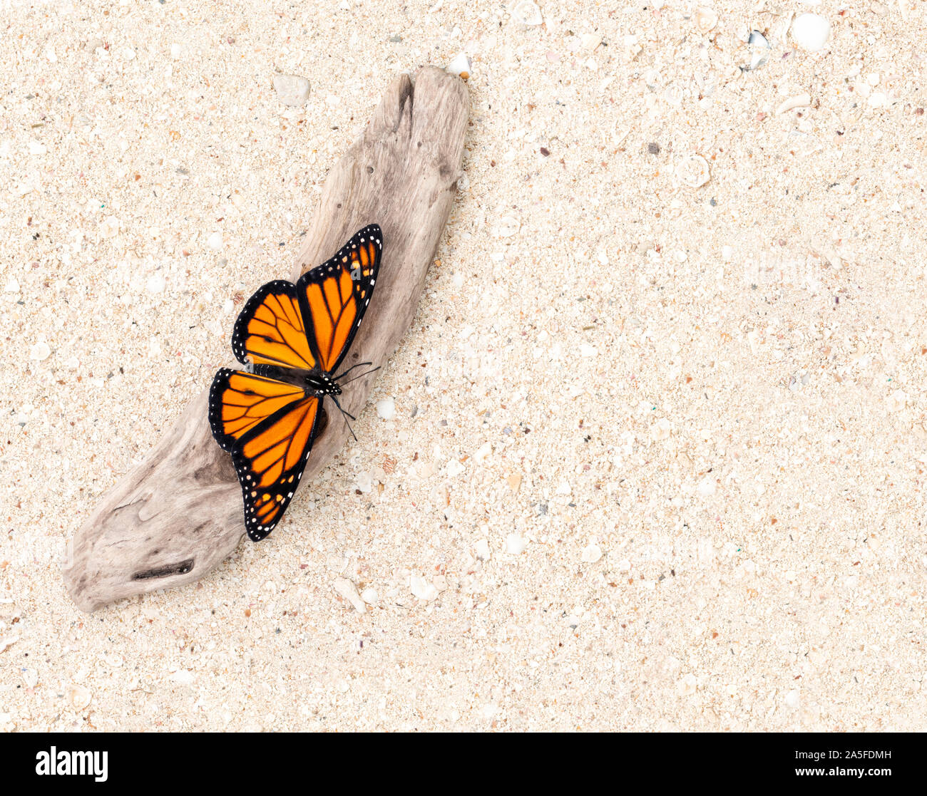 Le monarque (Danaus plexippus) avec des ailes ouvertes, reposant sur du bois flotté dans le sable - Vue de dessus Banque D'Images
