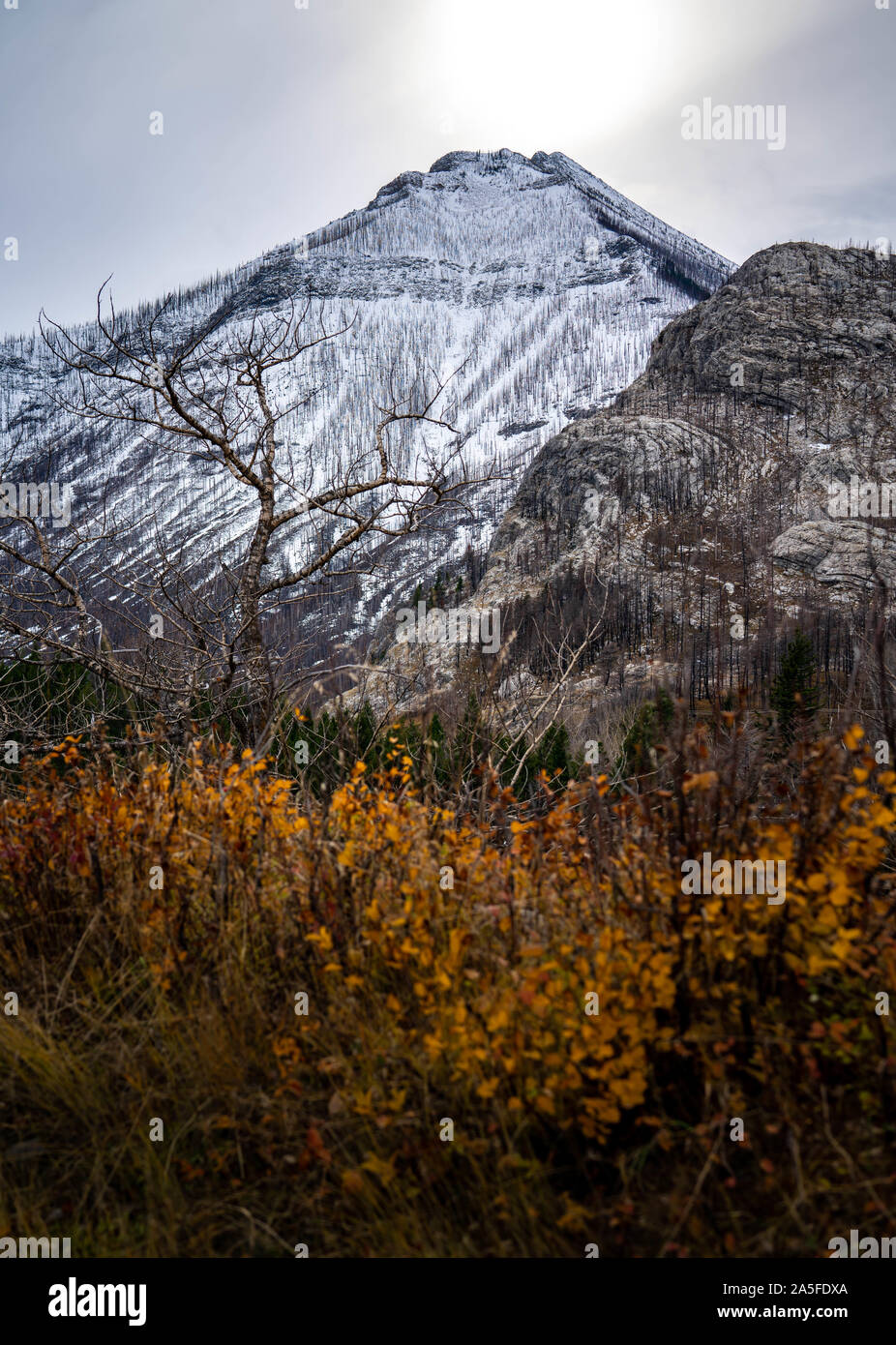 Paysages de montagne d'automne de Waterton, Canada. Banque D'Images