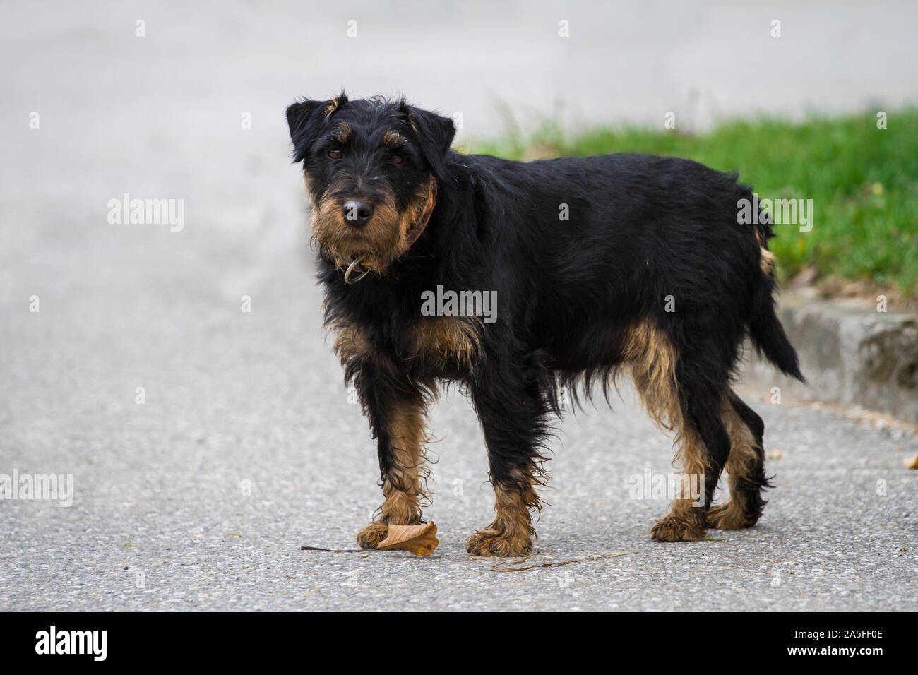 Terrier de chasse allemand (Deutscher Jagdterrier), vieille chienne Banque D'Images