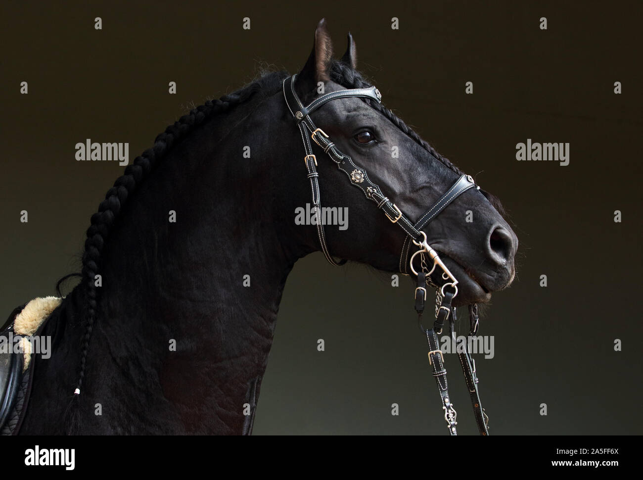 Friesian horse noir portrait dans une sombre stable Banque D'Images