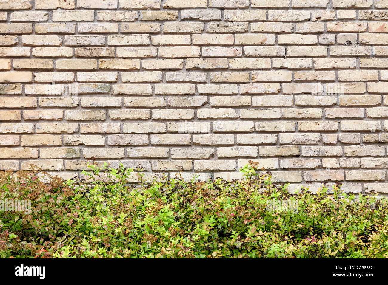Mur de brique vide avec la ligne de fond de buissons verts et copy space Banque D'Images