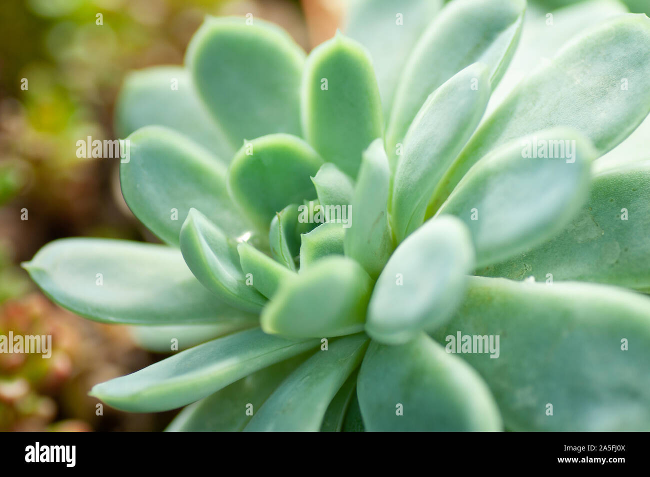 Plantes Succulentes echeveria close up. Green Banque D'Images