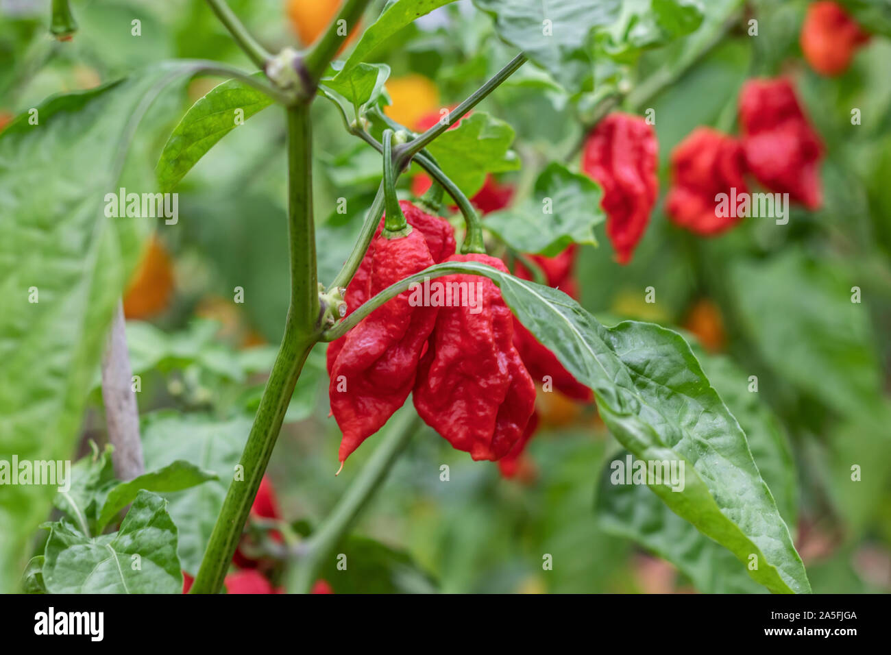 Sur le piment naga Bengal bush Banque D'Images