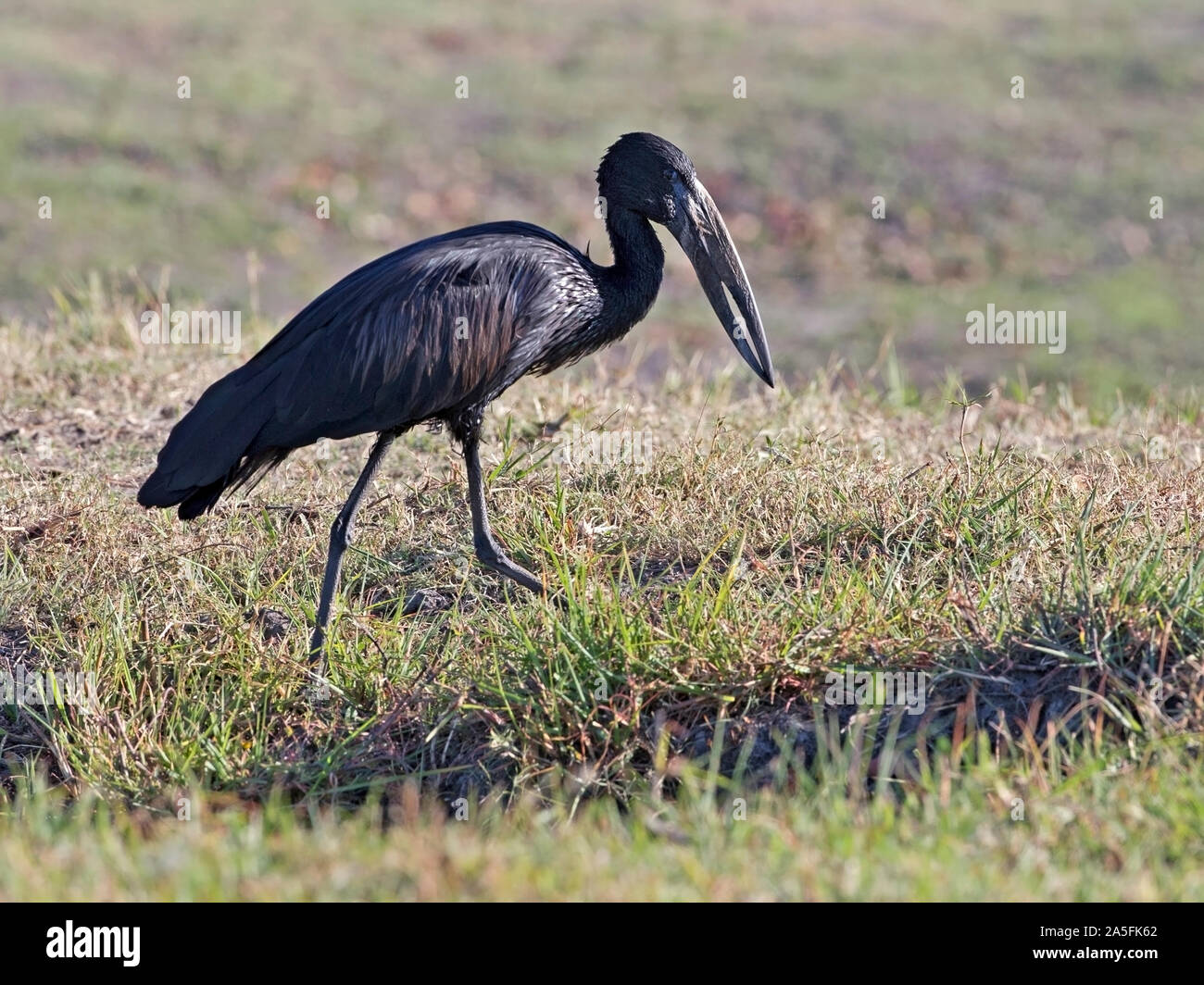 Ouvrez-billed stork africains debout Banque D'Images