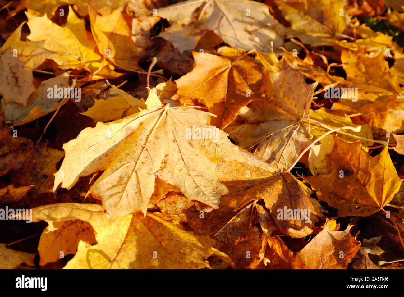 L'image plein cadre de feuilles d'érable à l'automne seasion. Banque D'Images