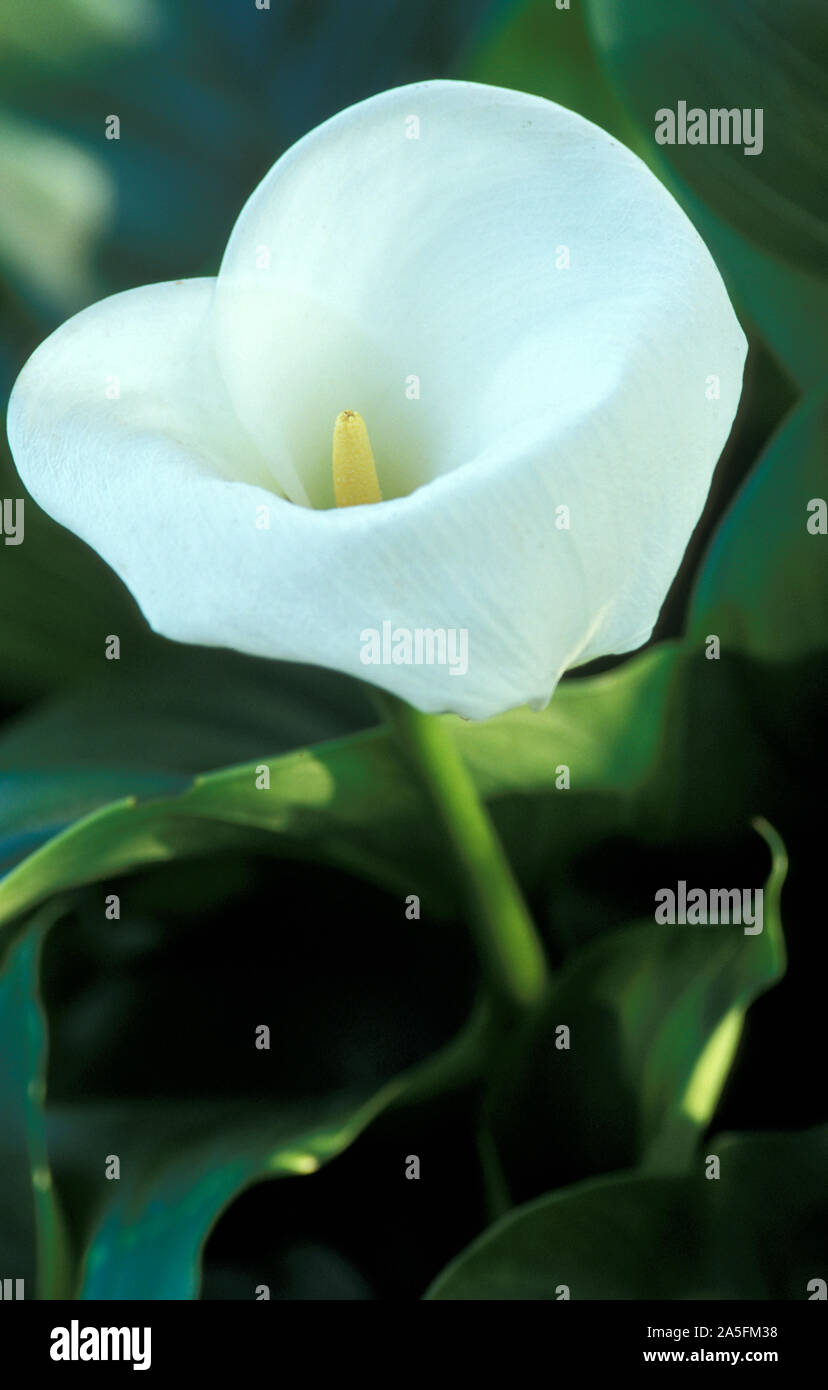Close up of (d'arum Zantedeschia aethiopica) Banque D'Images